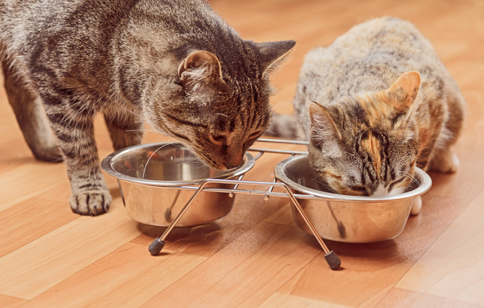 Katzenfutter und Katzenzubehör