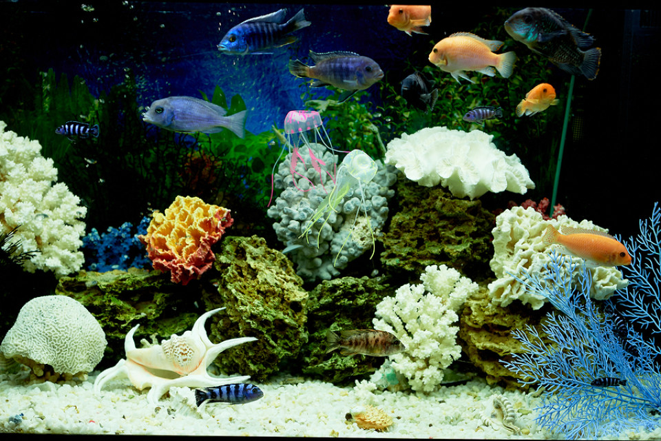 Aquaristik